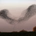 A flock of starlings 