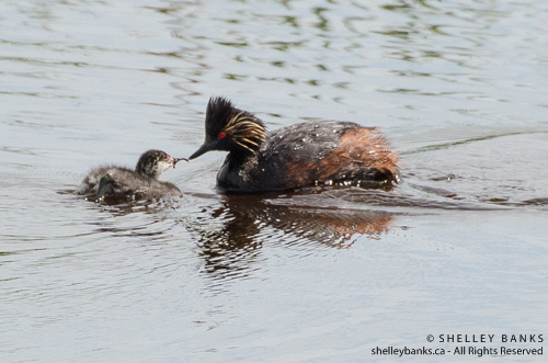 © Shelley Banks; all rights reserved.