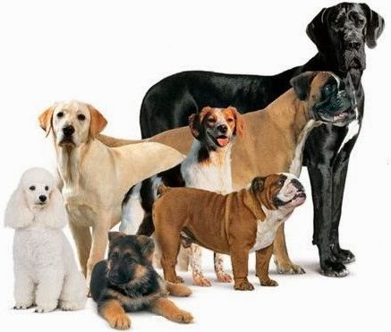 Natural Selection And Dogs Natural Selection And Dogs