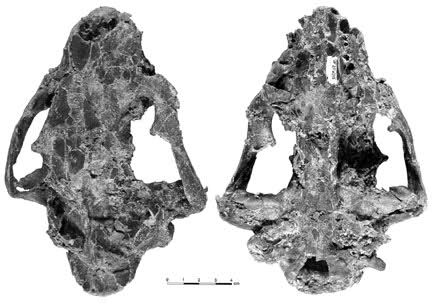 Megalictis skull