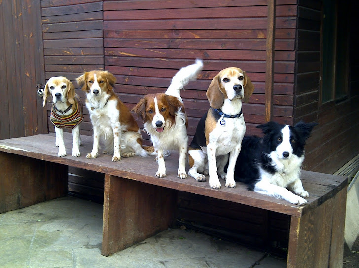 Agility Party of Five