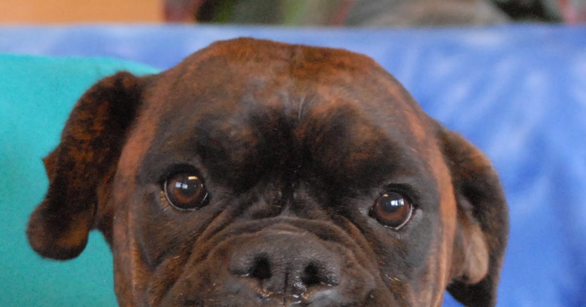 Nevada SPCA Animal Rescue Buffalo and Maggie, rescued Boxers for adoption.