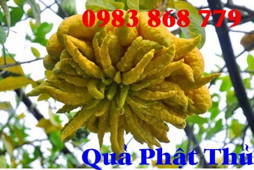 phat thu Phật thủ - dược liệu bạn cần biết