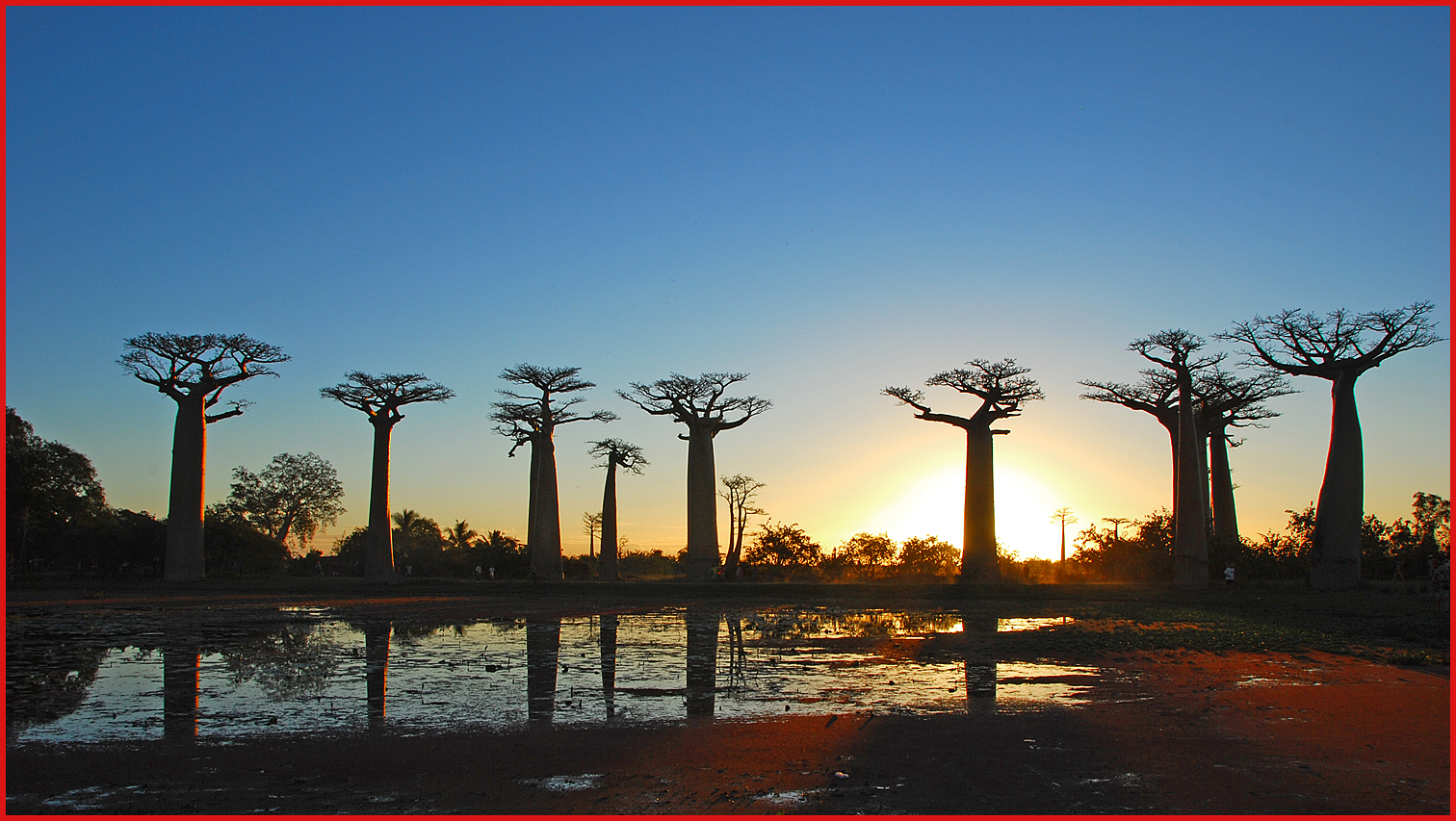 Alberi e dintorni: storie di alberi: il baobab, l'albero con le ... Ceppi con radice di legno