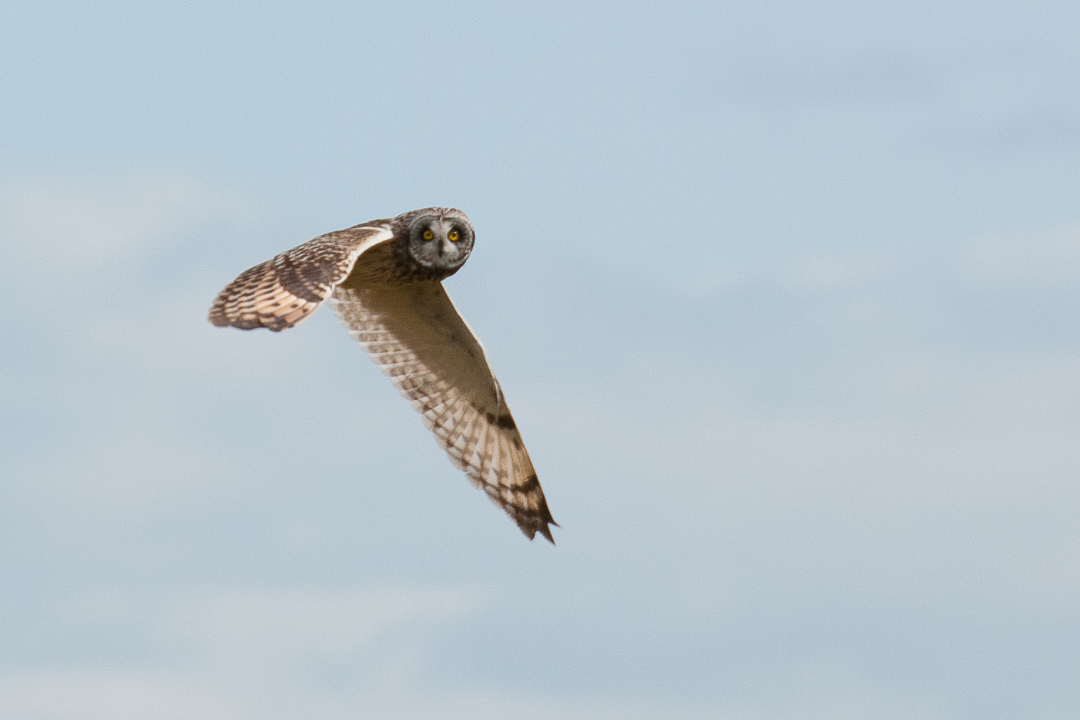 http://4.bp.blogspot.com/-WQndp28EqeA/T43FraZhZvI/AAAAAAAAA44/04Q-BAaFezA/s1600/S+E+Owl+17.04.12.jpg