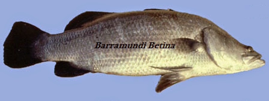 Ikan Barramundi Betina Ikan Barramundi Betina