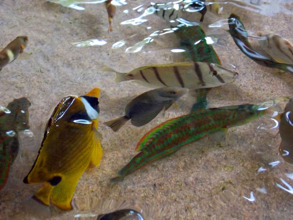 Ikan Pantai Kukup Ikan Pantai Kukup