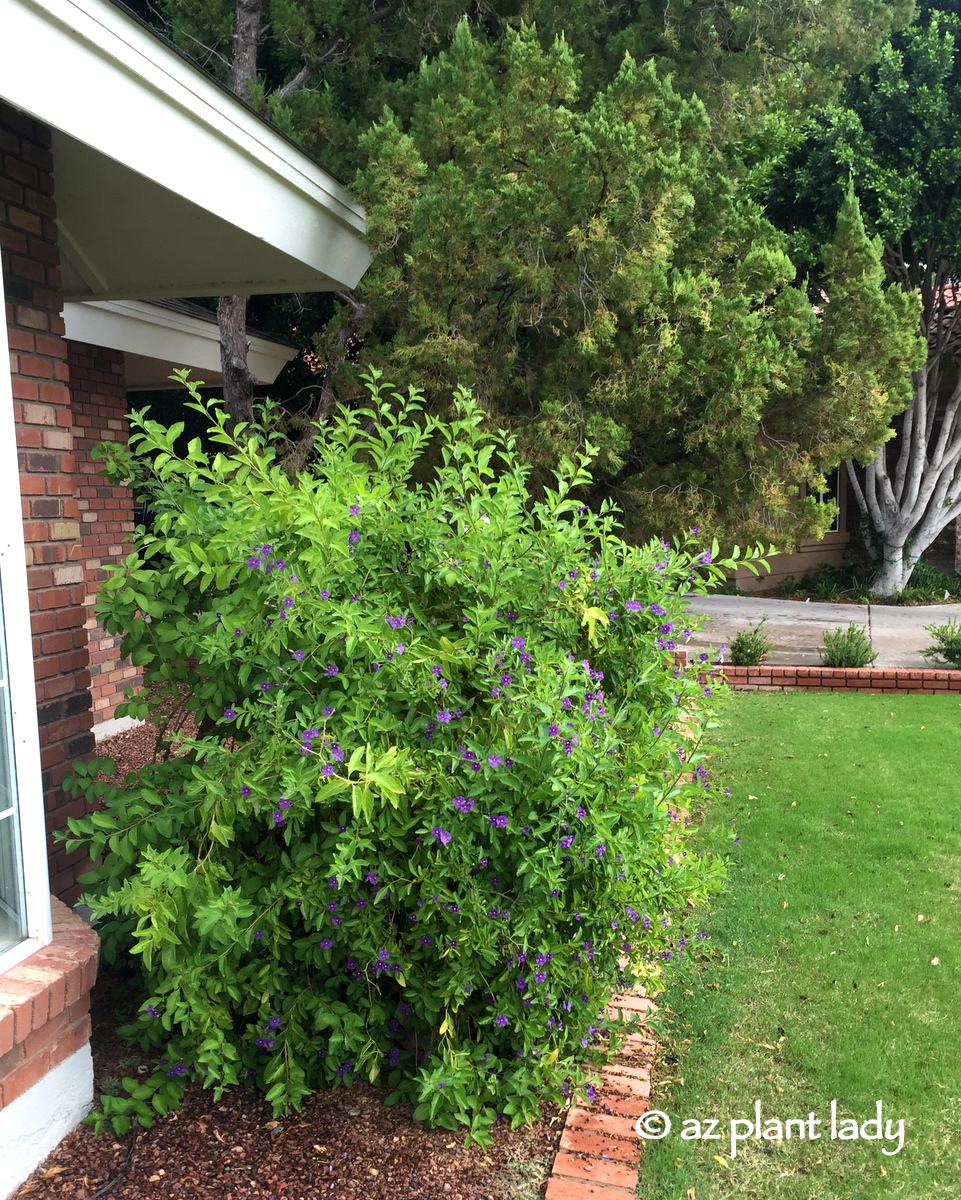 Grass Free And Deed Restricted An Impossible Dream