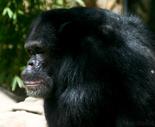 One of the female chimps