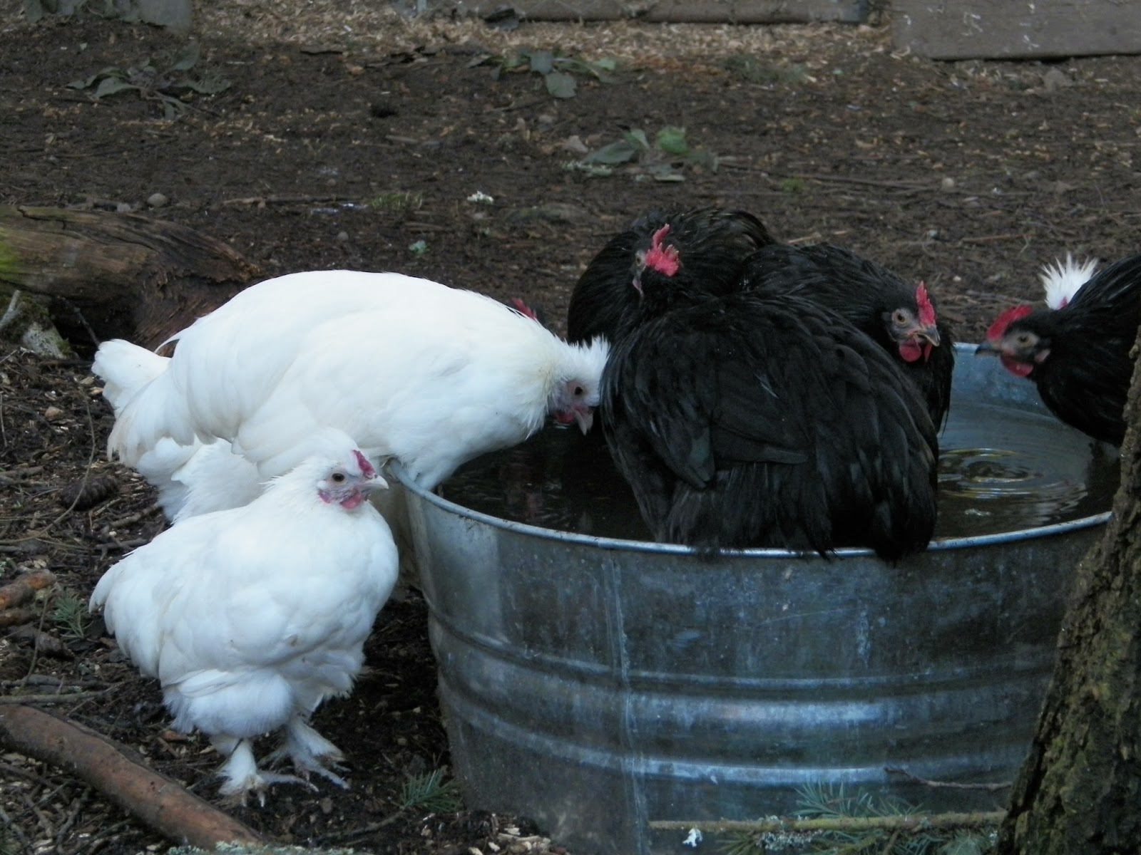 Just Chickens... Ice Water For the Chickens