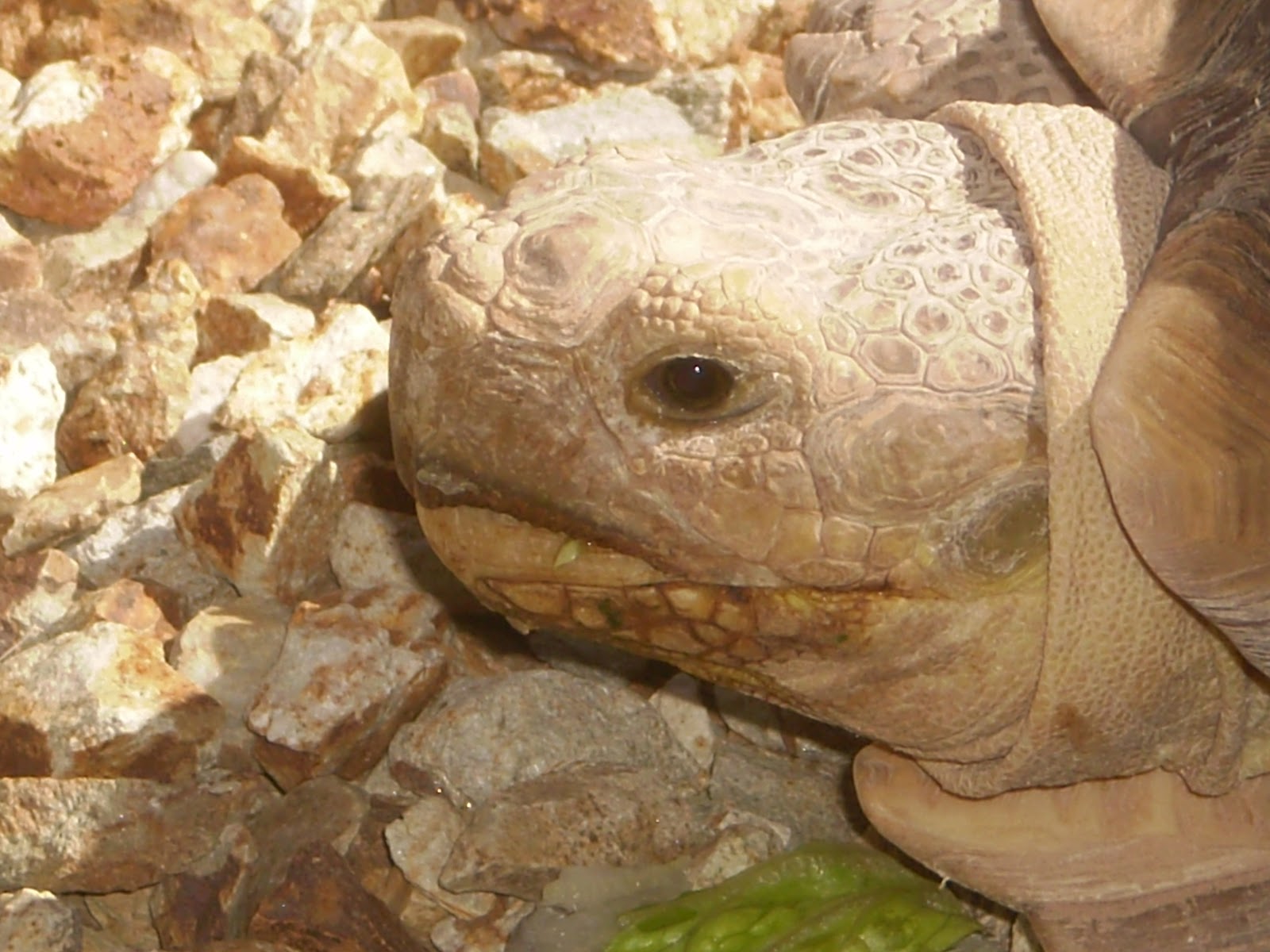 African Desert Tortoise