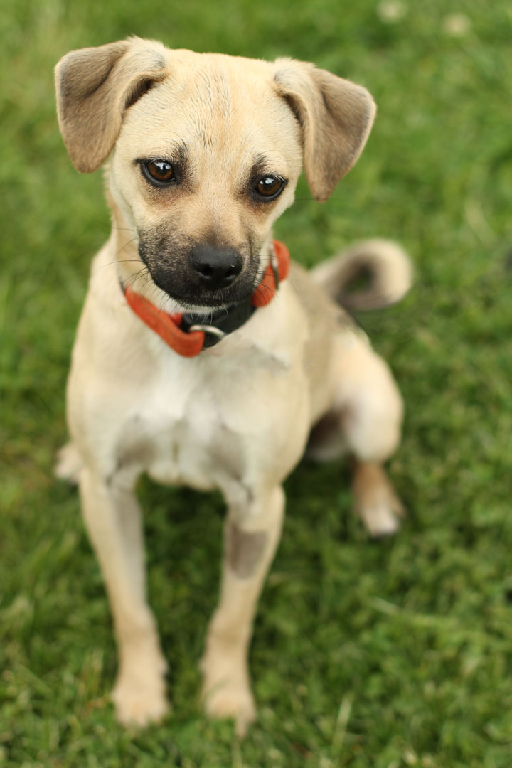 pug and chihuahua mix info pug chihuahua mix puppies breeds picture pug and chihuahua mix info pug chihuahua mix puppies breeds picture