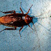 For the Path Of The Cockroach