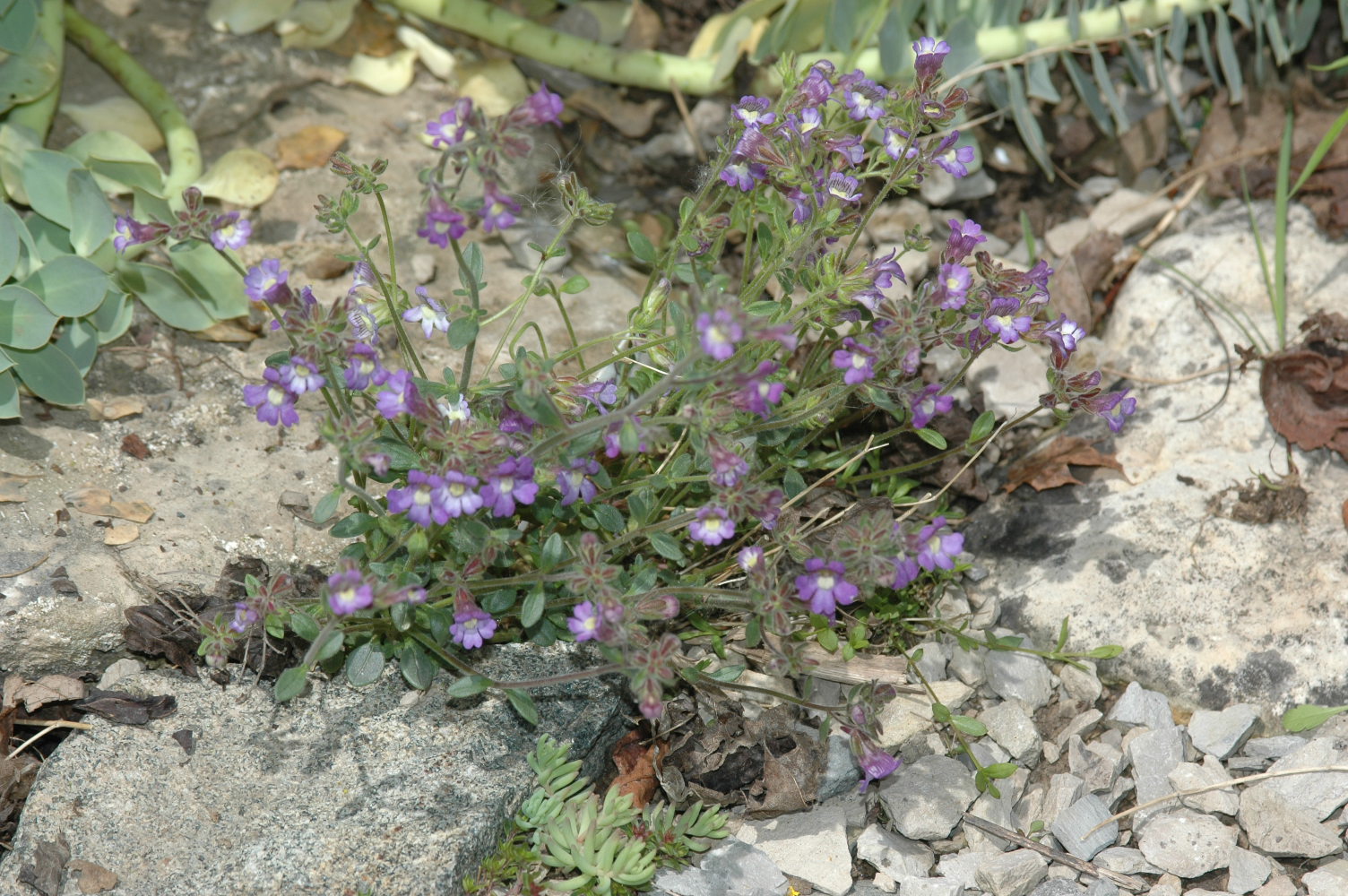 Chaenorhinum origanifolium Dwarf Snapdragon