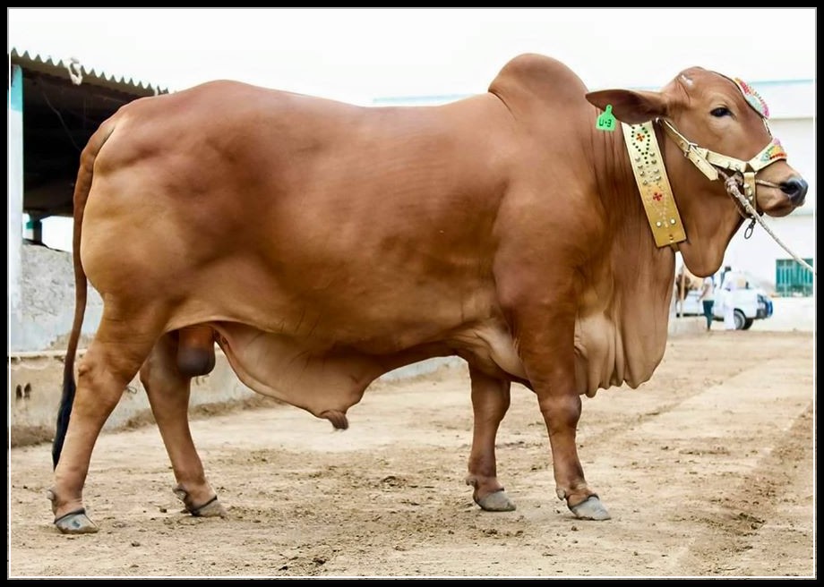 COW+MANDI+Karachi , Cow Mandi facebook 2014, Cow Mandi address, Cow Mandi pakistan, Cow ...