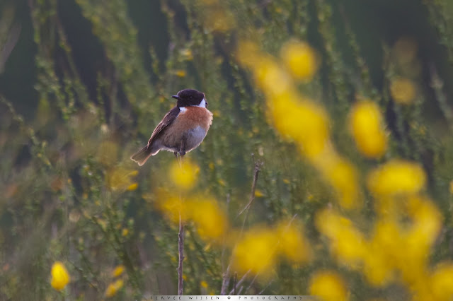 Roodborsttapuit in bloeiende Brem - Stonechat in flowering Broom - Saxiola torquata Roodborsttapuit in bloeiende Brem - Stonechat in flowering Broom - Saxiola torquata