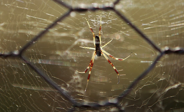spider web, giant spider web, spider web forest, australia flood, gigantic spider web