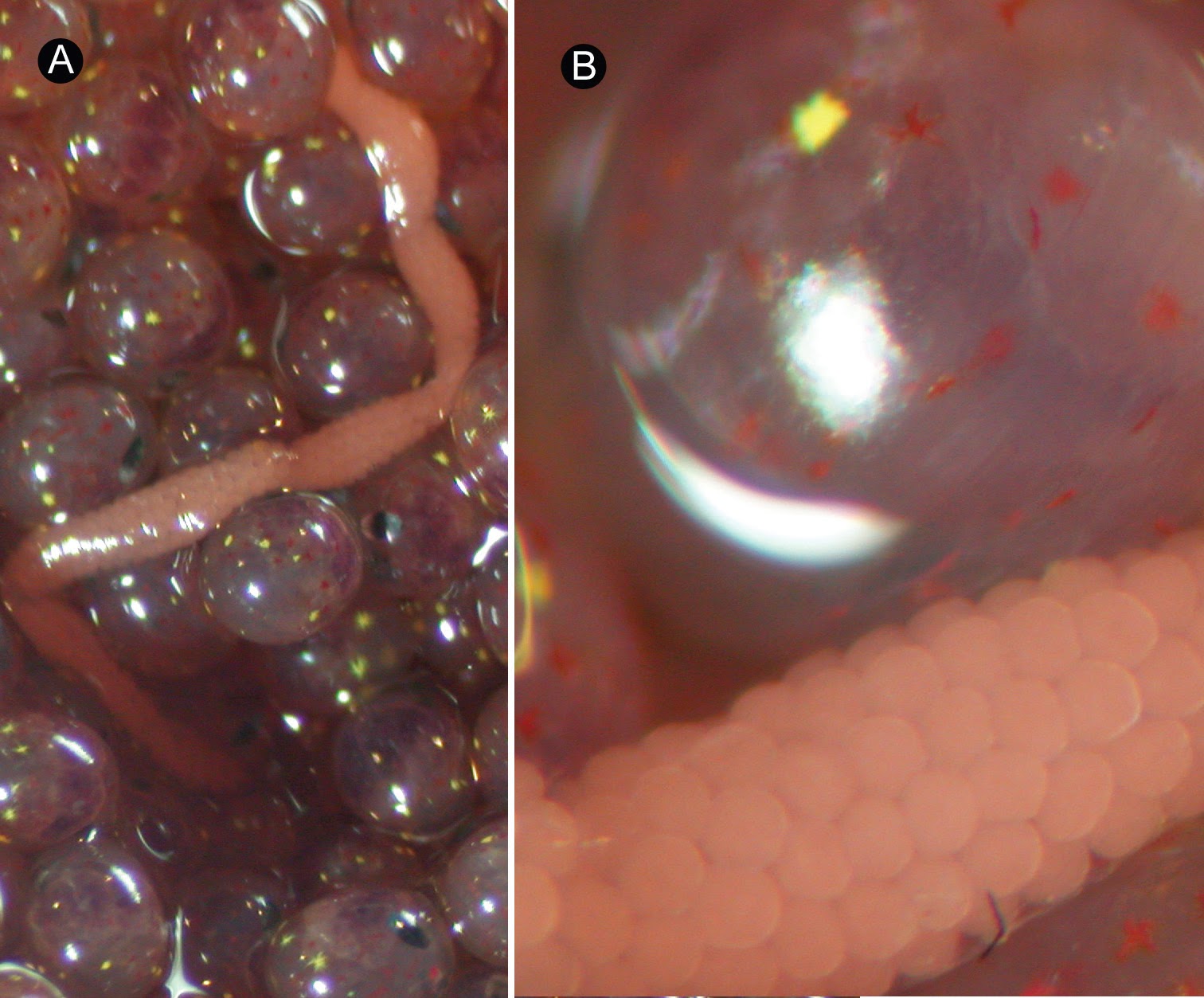 Sciency Thoughts A new species of Ribbon Worm from the North Pacific.