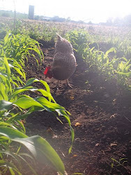 Raising Chickens