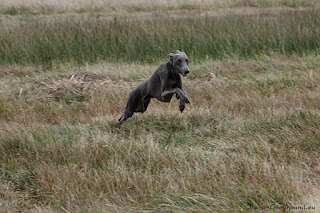 NATAN z Ochoczej Italian Greyhound