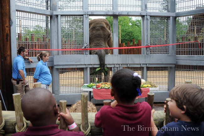 Birmingham Zoo – Trails of Africa – A Thru Z Consulting & Distributing
