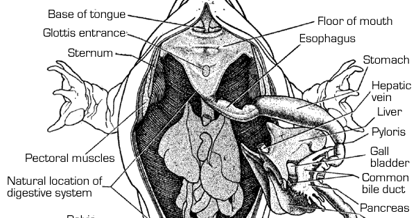 Pumpkin101: Frog Dissection