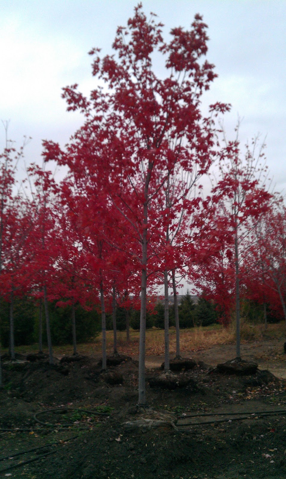 autumn blaze tree autumn crafts picture create family trees online