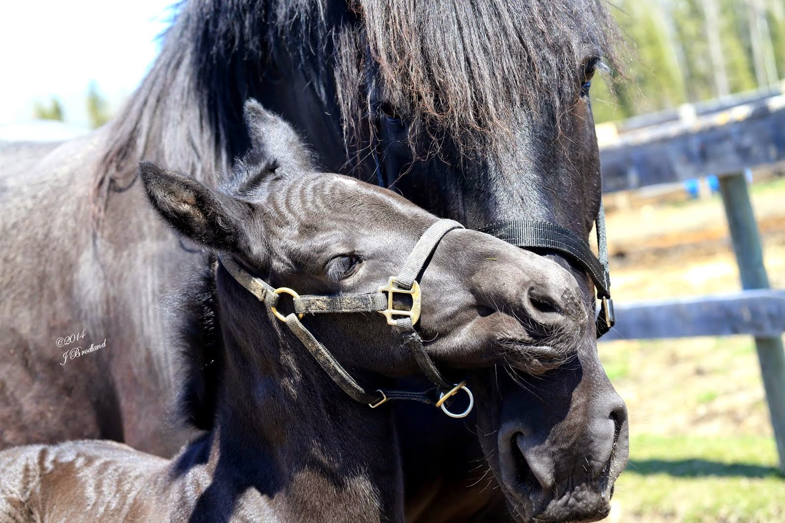 Our Little Bridgette