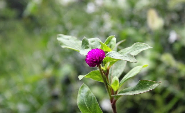Gomphrena Flowers Pictures Gomphrena Flowers Pictures