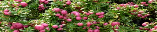 Pernettya mucronata