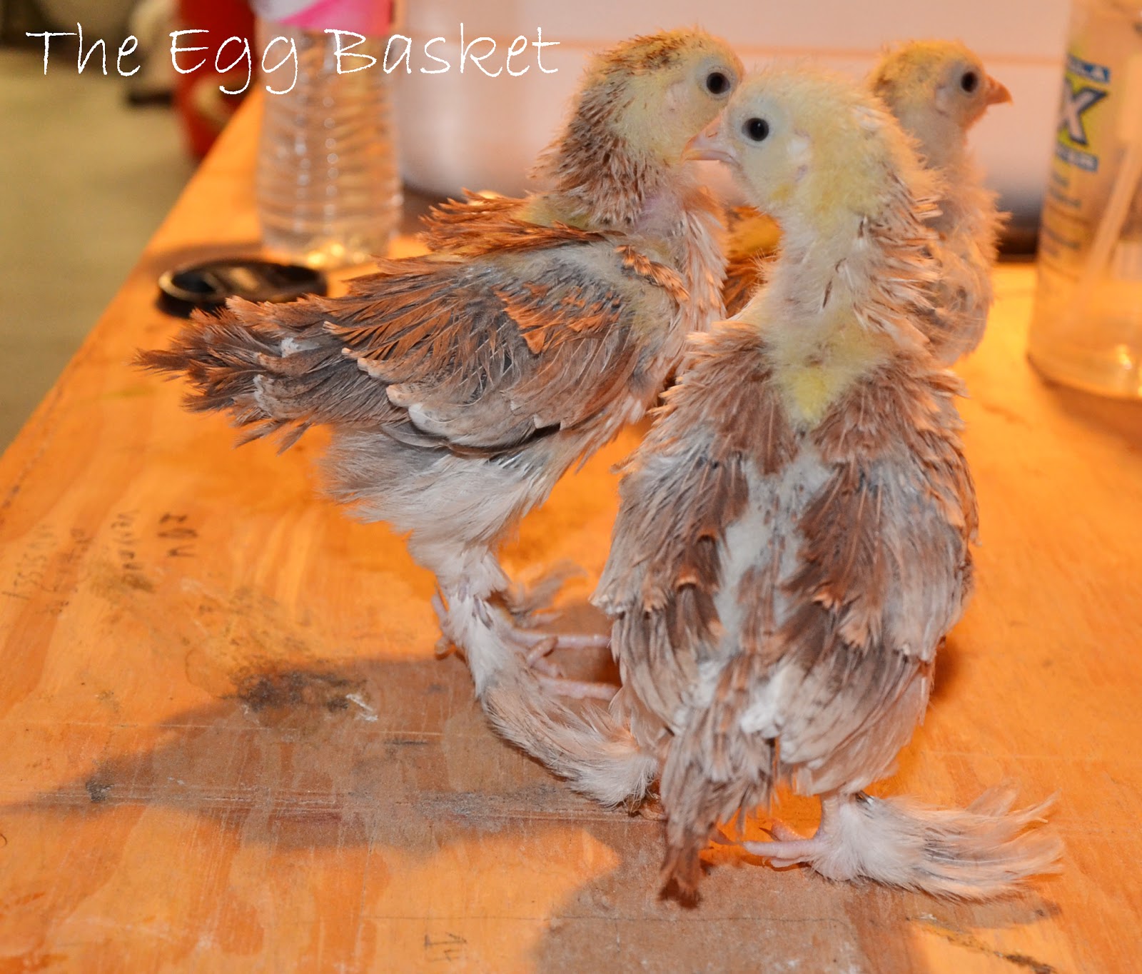 Outside of our silkies, our other breeds are growing and working hard 