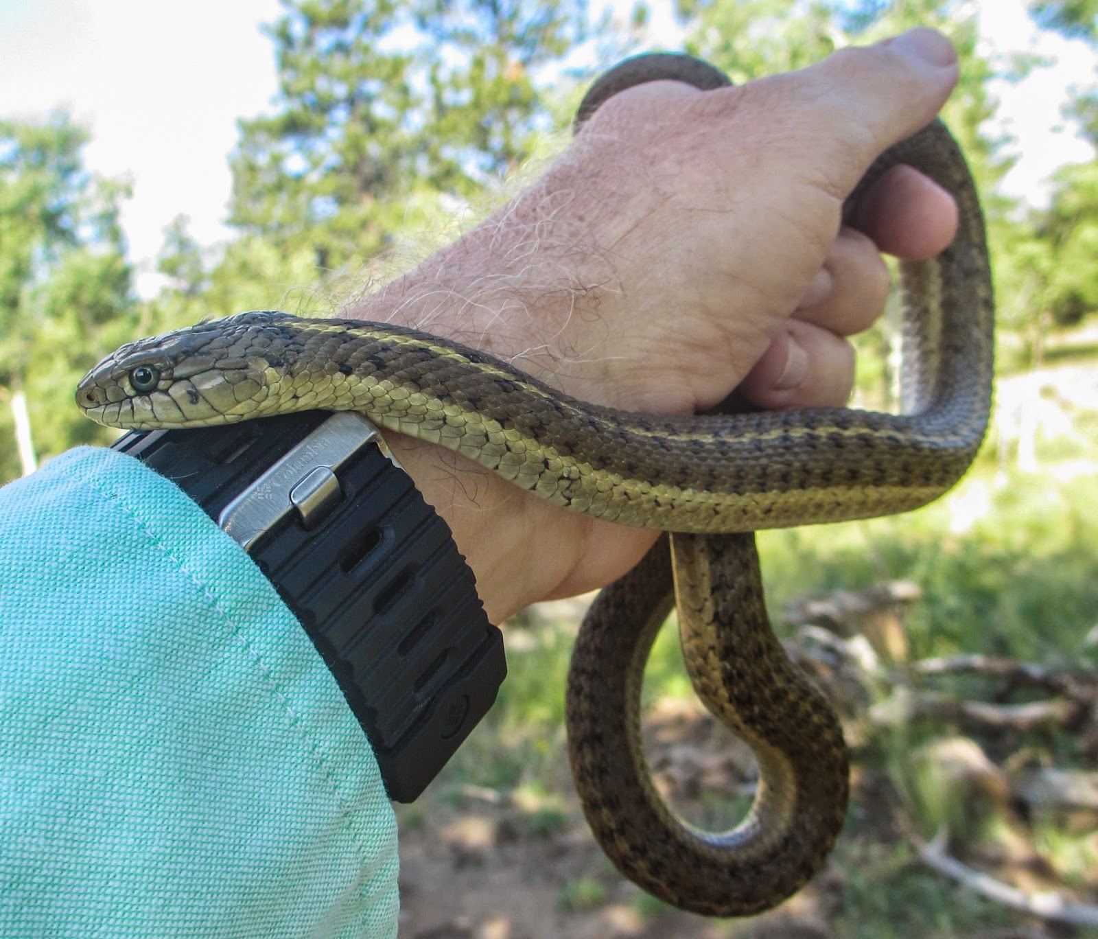 Cannundrums Wandering Garter Snake