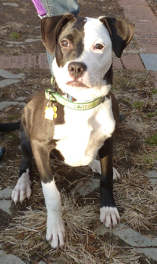 Howard - Lab/Pit Bull Mix Howard - Lab/Pit Bull Mix