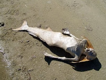 ENCONTRADO CADAVER DE SEREIA EM PRAIA DE MANAUS