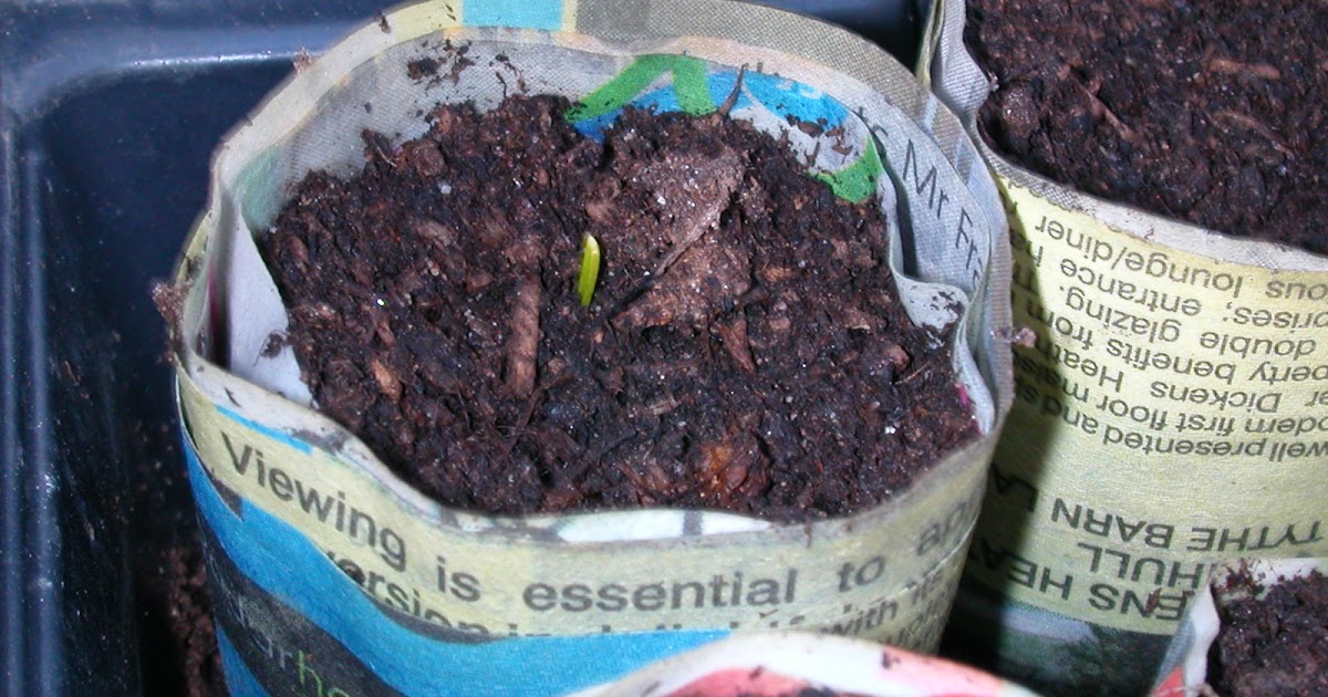 The Cut Worm the Plough First sign of leeks, other seedlings