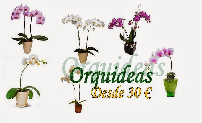  Orquideas
