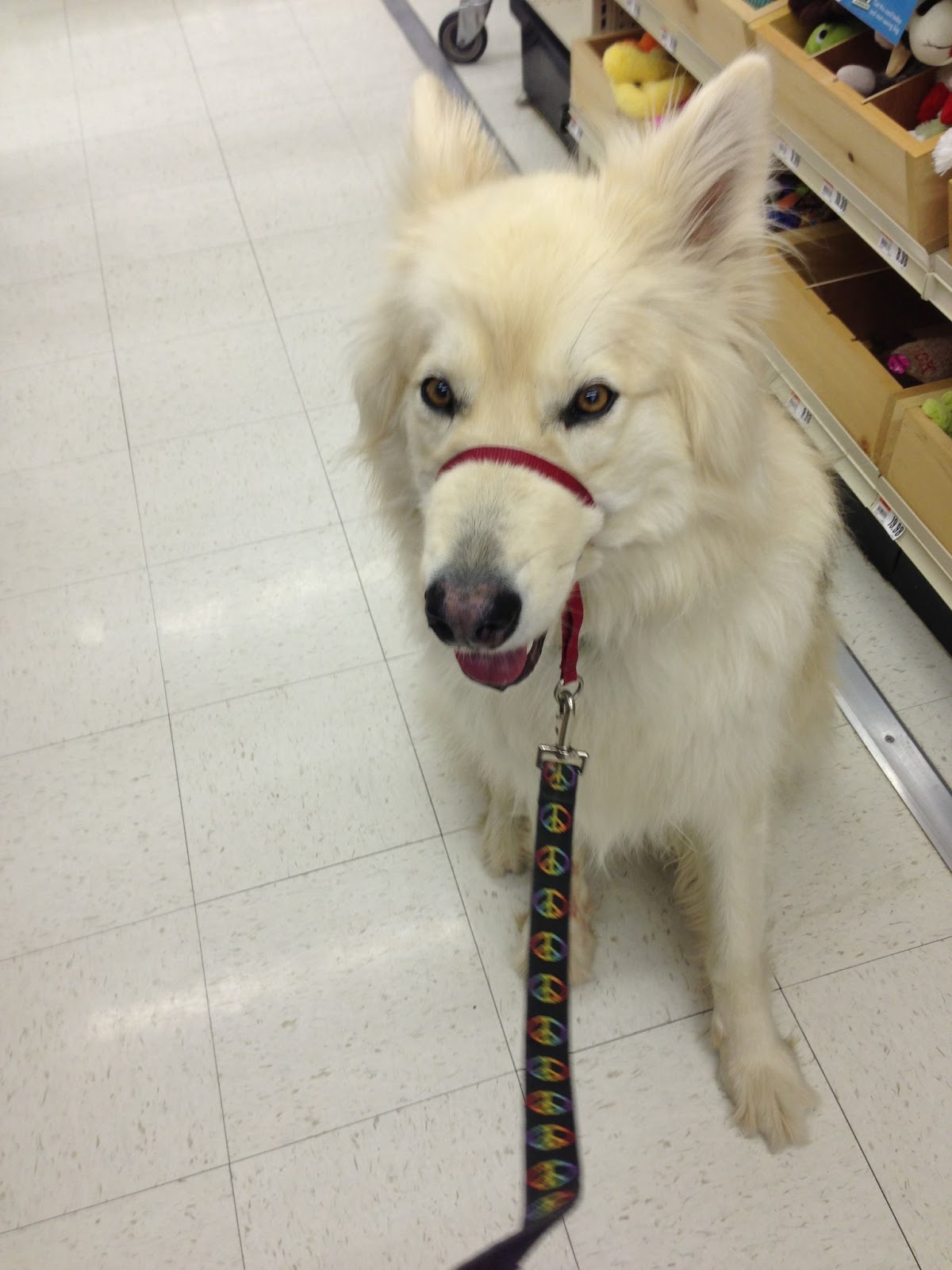 My Rotten Dogs Premier/Petsafe Easy Walk Harness Review