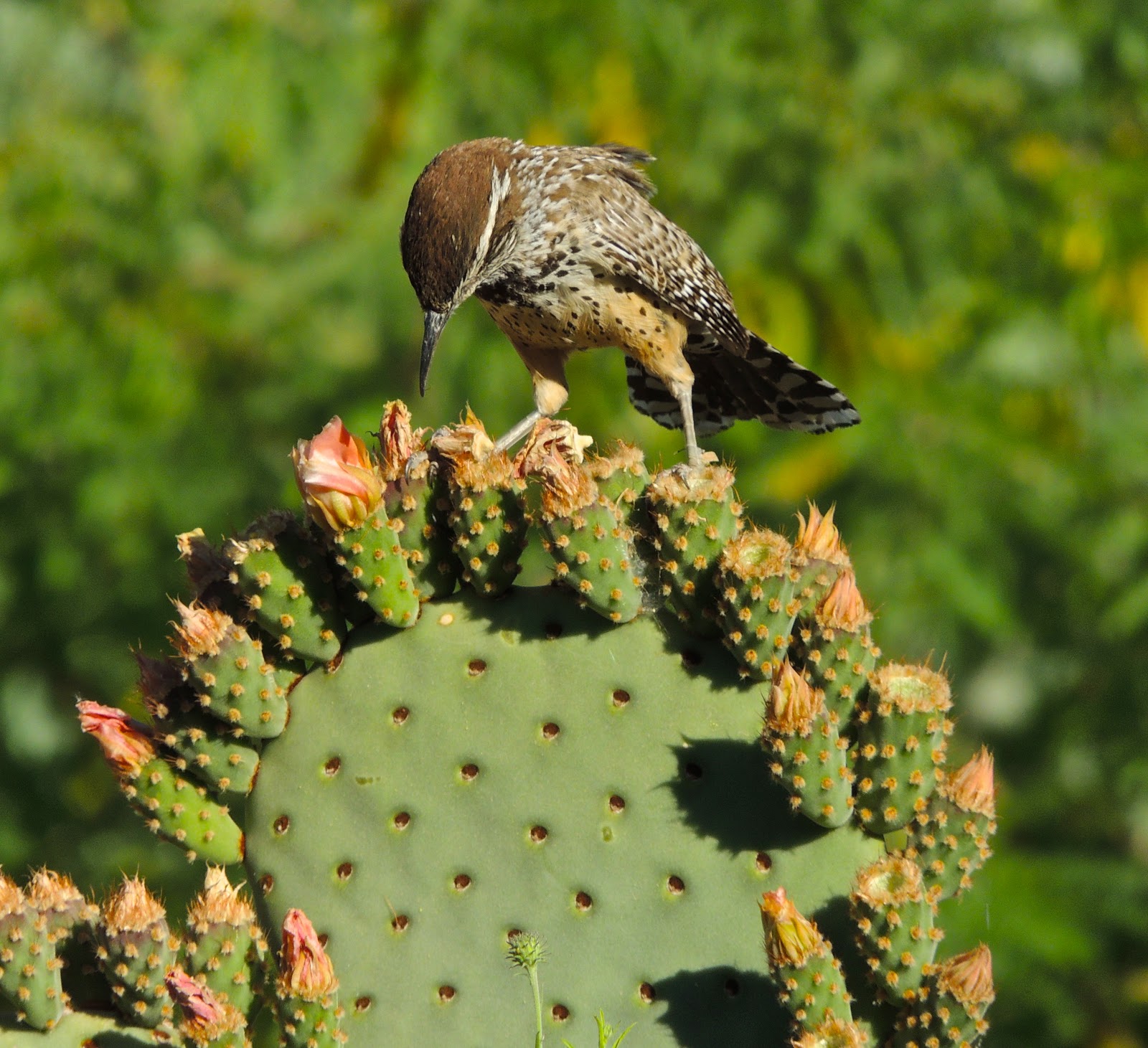 Scottsdale Daily Photo Photo Bird Eating Cactus Buds