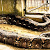 Prony the phyton largest snake in Bohol died last August 14, 2013