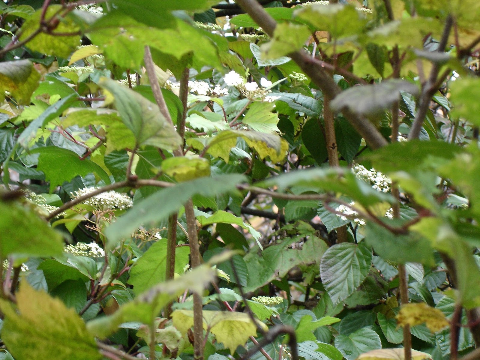 Hydrangea Favorites Plant Something Oregon