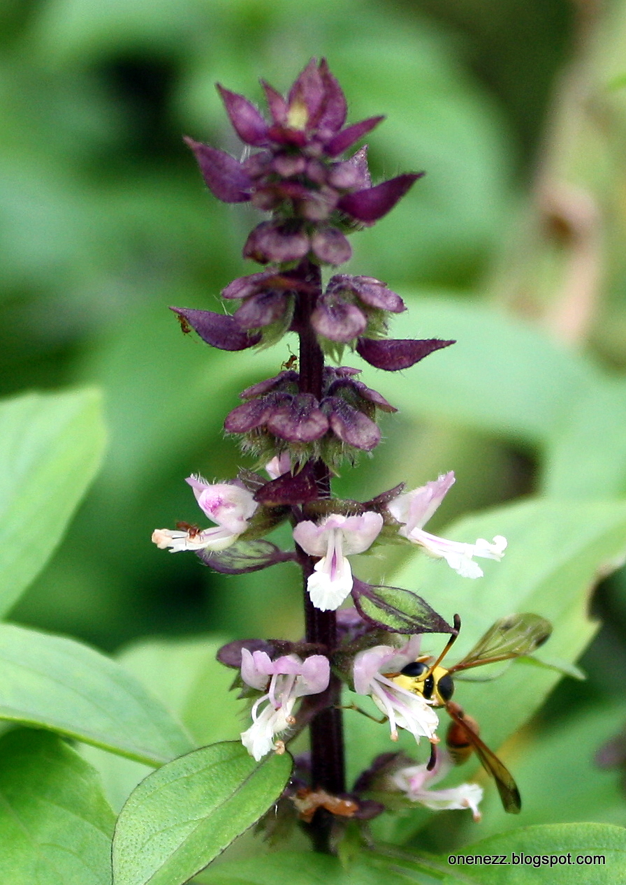 Onenezz Pinching Basil Flowers
