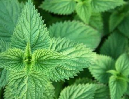 Nature S Herbs St John S Power Nature S Herbs St John S Power