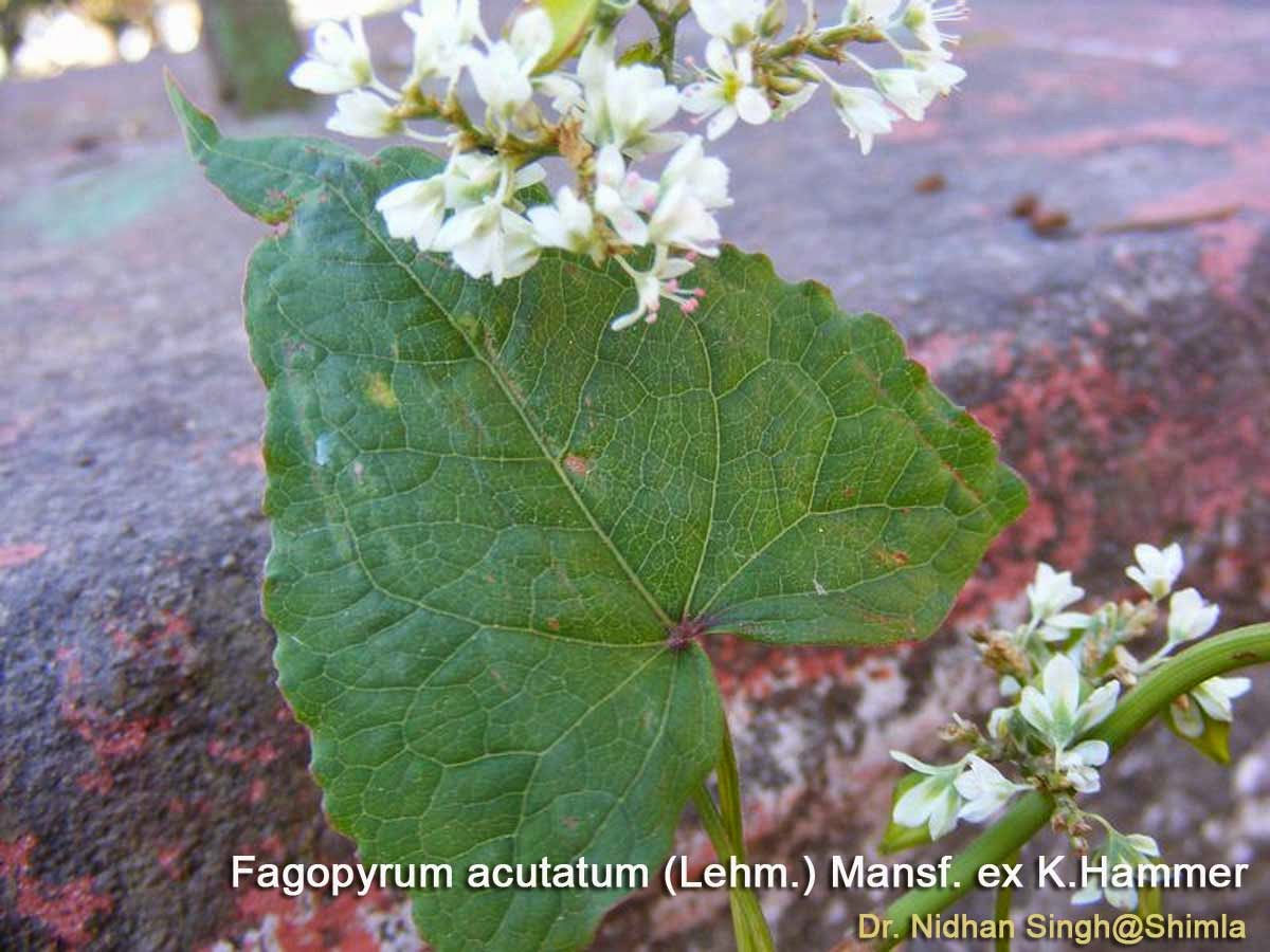 Medicinal Plants: Fagopyrum acutatum