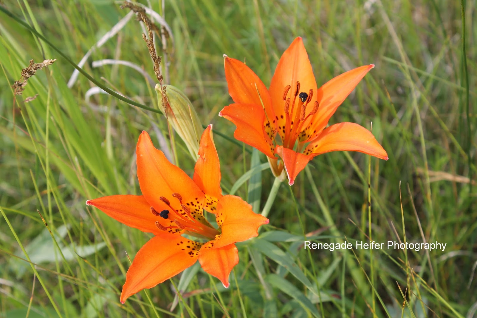 Renegade Heifer Photography Wild Tiger Lilies by the Garden Spot