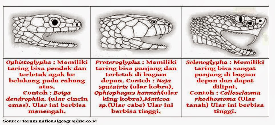 Jenis Macam Gambar Foto Hewan Reptil Freewaremini