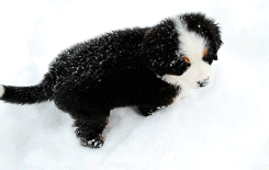 Funny animal gifs - part 78 (10 gifs), funny gif, puppy playing in the snow gif