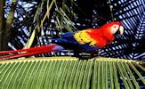 Wallpapers de pericos, loros y cotorros (7 aves de colores)