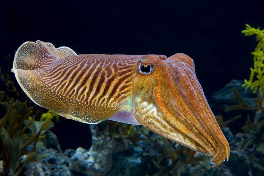 cuttlefish.jpg