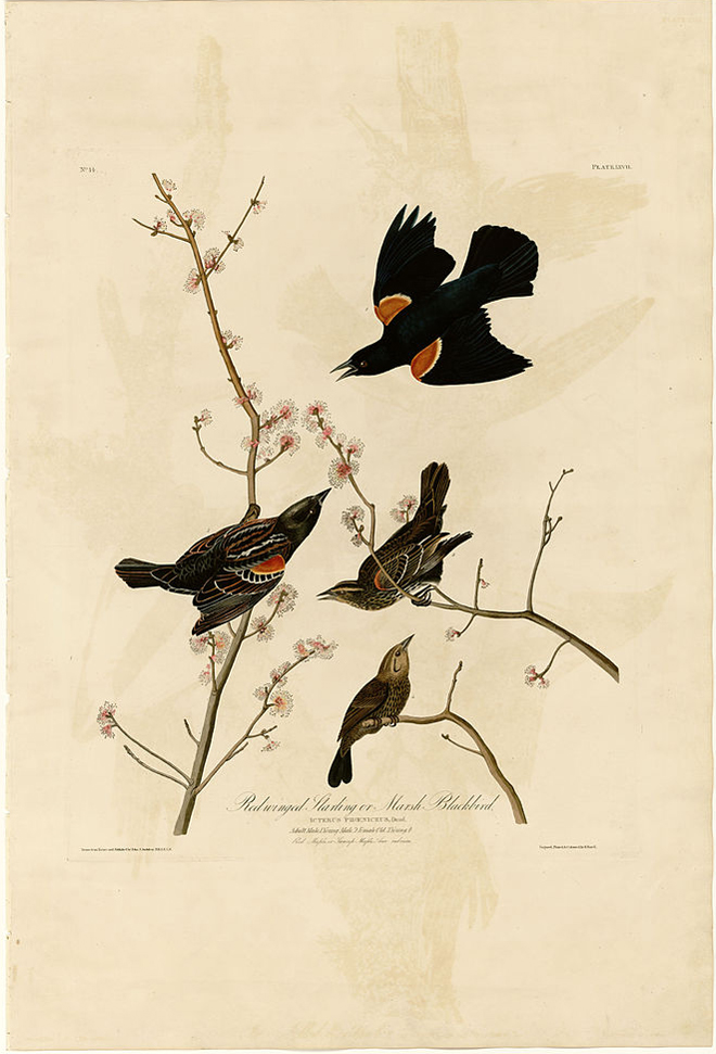 Flying Clubhouse: Birds of America Flying Clubhouse: Birds of America