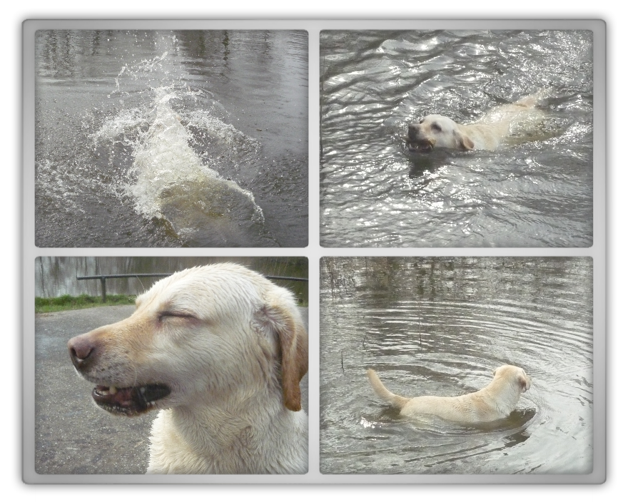 Tara labrador rip marjolein kucmer friendship love soul mate play fun photo shoot dog blond lab girl female funny cute playful 1 Tara labrador rip marjolein kucmer friendship love soul mate play fun photo shoot dog blond lab girl female funny cute playful 1